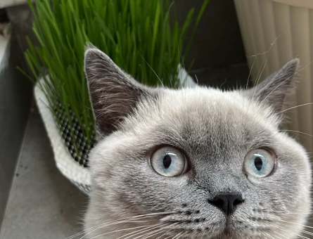 British Shorthair Kedime Eş Arıyorum - 118970566