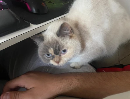 British shorthair kızımıza eş arıyoruz - 118970571