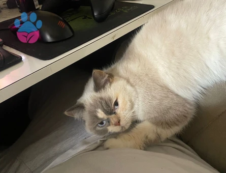 British shorthair kızımıza eş arıyoruz