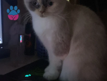 British shorthair kızımıza eş arıyoruz