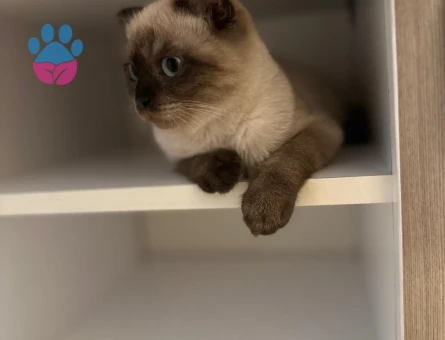 Linoş kızımız Kızgınlıkta