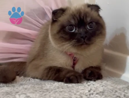 Linoş kızımız Kızgınlıkta