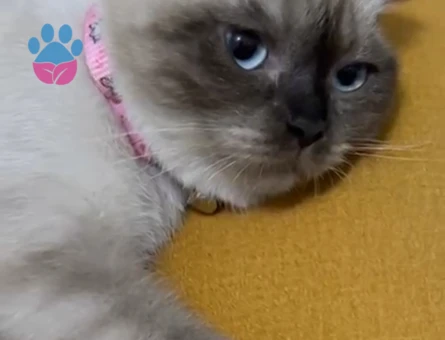 Linoş kızımız Kızgınlıkta