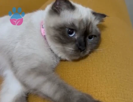 Linoş kızımız Kızgınlıkta