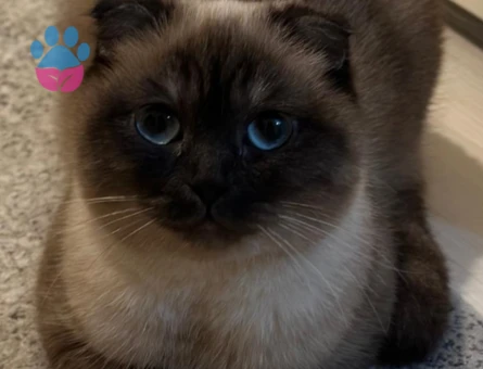 Linoş kızımız Kızgınlıkta