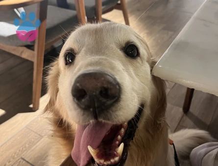 Oğlumuza eş arıyoruz