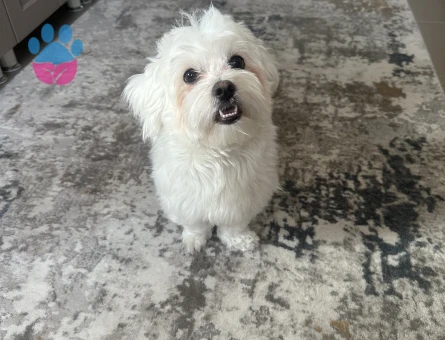 Maltese