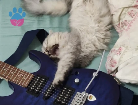 Kızgınlıktaki Kızıma Eş Arıyorum