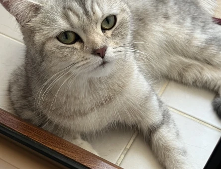 British Shorthair - 118978723