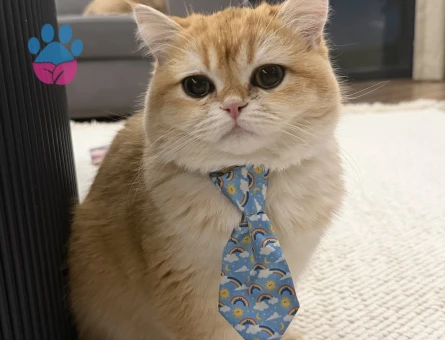Golden British Shorthair 1 Yaşında Eş Arıyor - 118984604