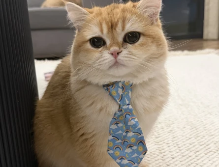 Golden British Shorthair 1 Yaşında Eş Arıyor - 118984604
