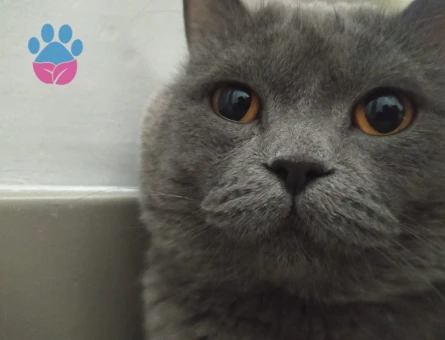 British shorthair kedime eş arıyorum - 118984606