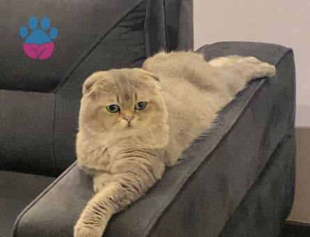 Erkek kedim çiftleşmek için bir dişi kedi arıyor! - 118984610