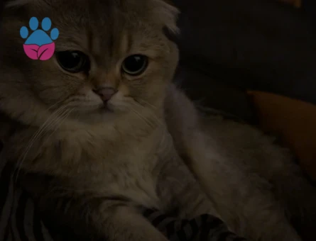 Erkek kedim çiftleşmek için bir dişi kedi arıyor!