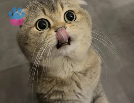 Erkek kedim çiftleşmek için bir dişi kedi arıyor!