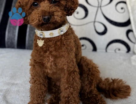 Toy Poodle Minik Eş Arıyor