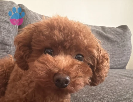 Toy Poodle Minik Eş Arıyor