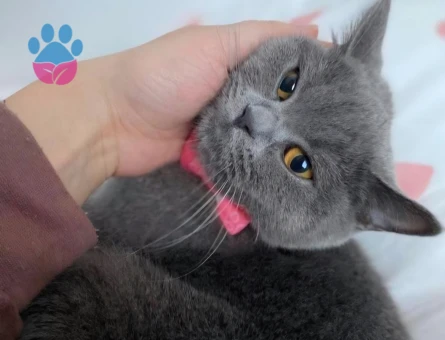 British Shorthair Kızım Mila'ya eş arıyorum
