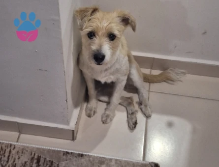 2 Yaşında Kızıma Eş Arıyoruz