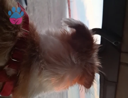 2 Yaşında Kızıma Eş Arıyoruz