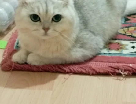Scottish Fold Oğlumuza Eş Arıyoruz - 118971173