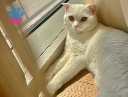 Scottish Fold Kedime Eş Arıyorum