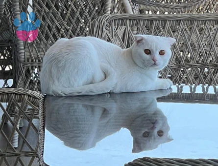 Scottish Fold Kedime Eş Arıyorum
