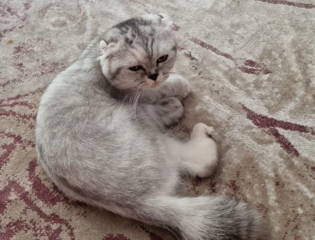 Scottish Fold Kızıma Eş Arıyorum - 118971176