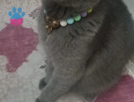 Scottish Fold 1 Yaşında Eş Arıyorum