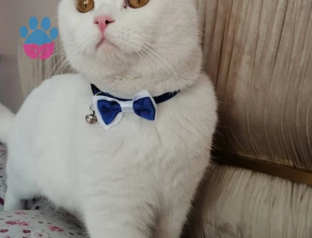 Oğlumuza disi es ariyoruz