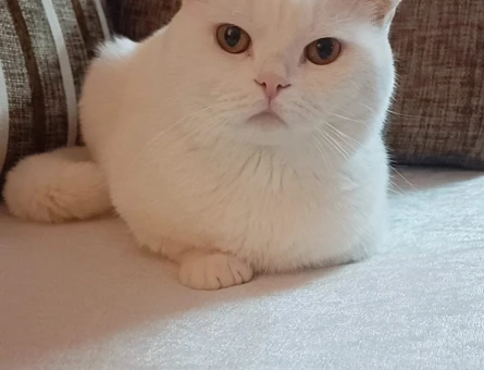British Shorthair Oğlumuza Dişi Eş Arıyor - 118979291