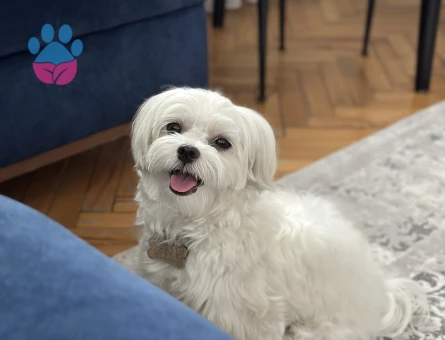 Köpeğime dişi arıyorum