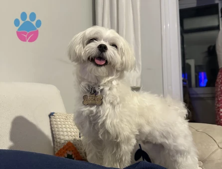 Köpeğime dişi arıyorum