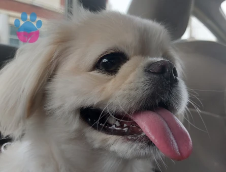 Kopegime es ariyorum