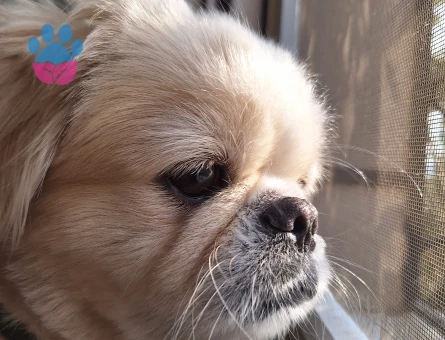 Kopegime es ariyorum