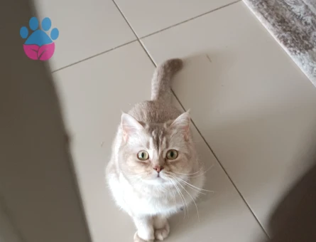 Erkek eş arıyoruz