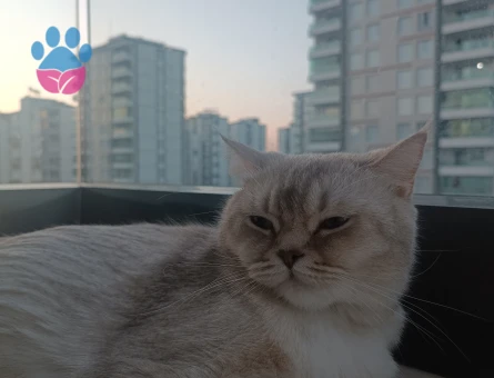 Erkek eş arıyoruz
