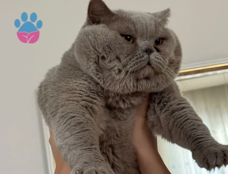 British Shorthair Dumanıma Eş Arıyoruz - Görsel 3