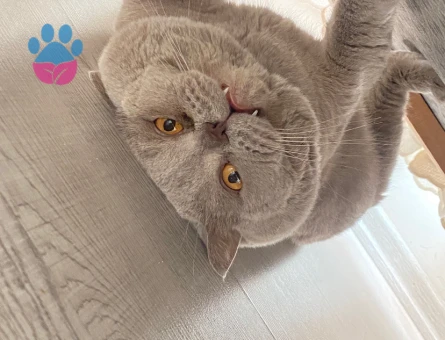 British Shorthair Dumanıma Eş Arıyoruz - 118984895