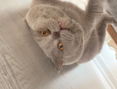 British Shorthair Dumanıma Eş Arıyoruz - 118984895