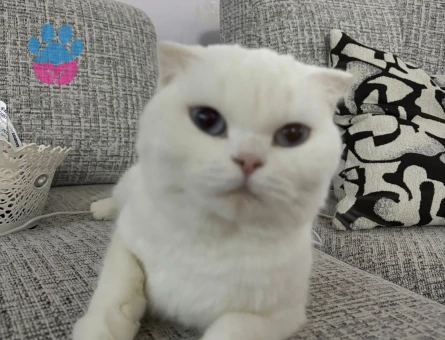 Scottish Fold Pamuk 1 Yaşında Eş Arıyor - 118984896