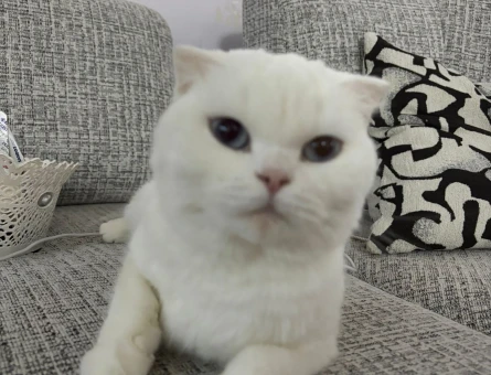 Scottish Fold Pamuk 1 Yaşında Eş Arıyor - 118984896