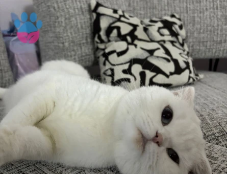 Scottish Fold Pamuk 1 Yaşında Eş Arıyor - Görsel 3