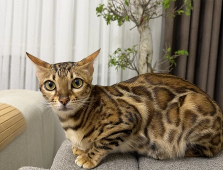 Bengal Mia’ya eş arıyorum - 118984897