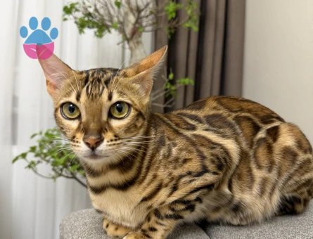 Bengal Mia’ya eş arıyorum - Görsel 3