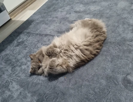 British Longhair Kızım Mia Eş Arıyor - 118971721
