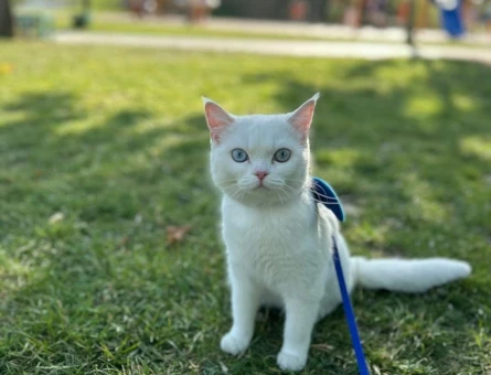 British Shorthair 11 Aylık Eş Arıyor - 118971722