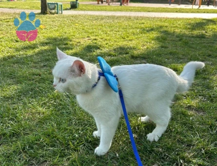 British Shorthair 11 Aylık Eş Arıyor