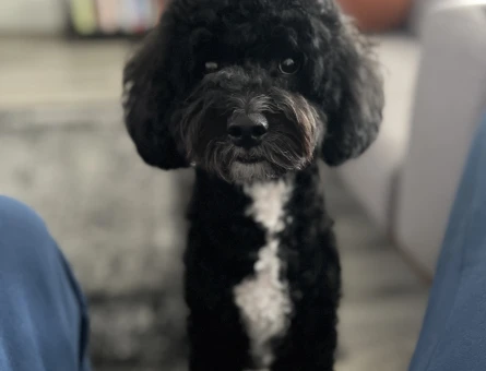 Toy poodle 2 Yaşında Eş Arıyor - 118971726