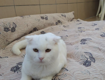 Scottish Fold Erkek Kedime Dişi Kedi Arıyorum - 118979771